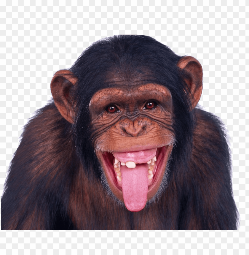 Detail Monkey Images Download Nomer 15