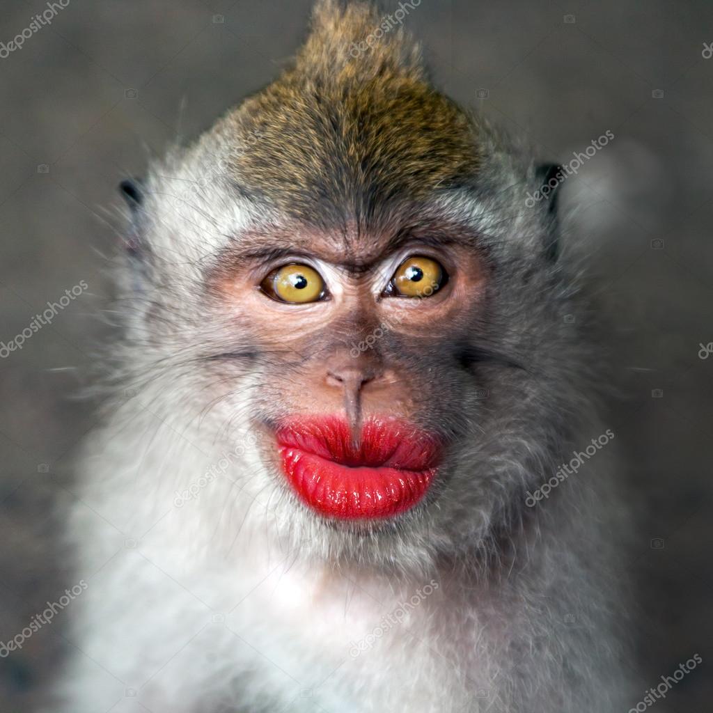 Detail Monkey Images Download Nomer 17