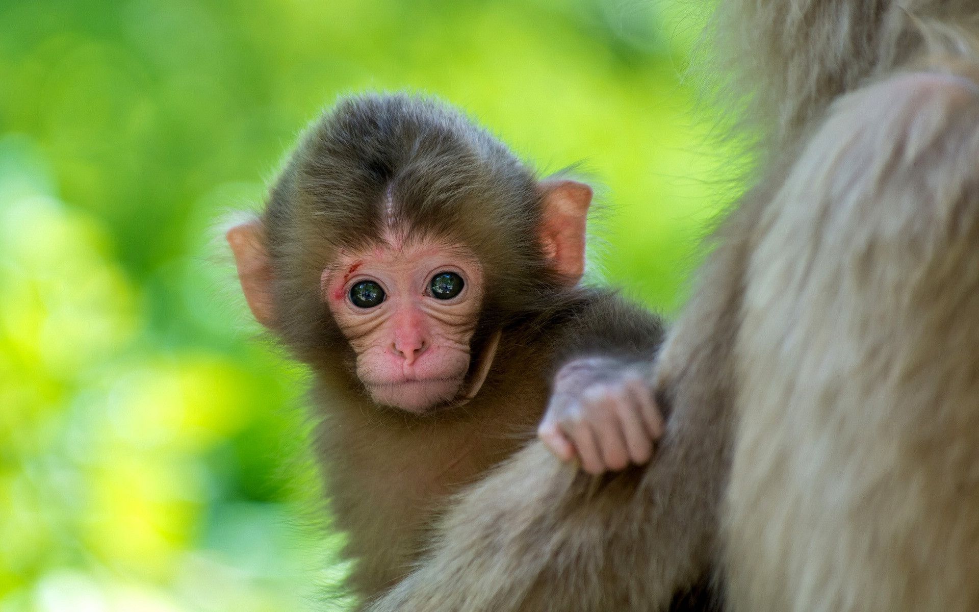 Detail Monkey Images Download Nomer 22