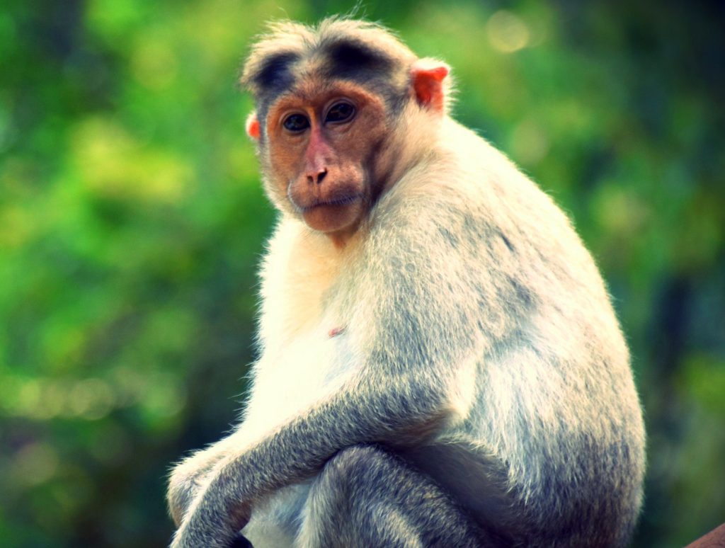 Detail Monkey Images Download Nomer 25