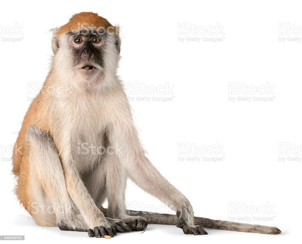 Detail Monkey Images Download Nomer 27