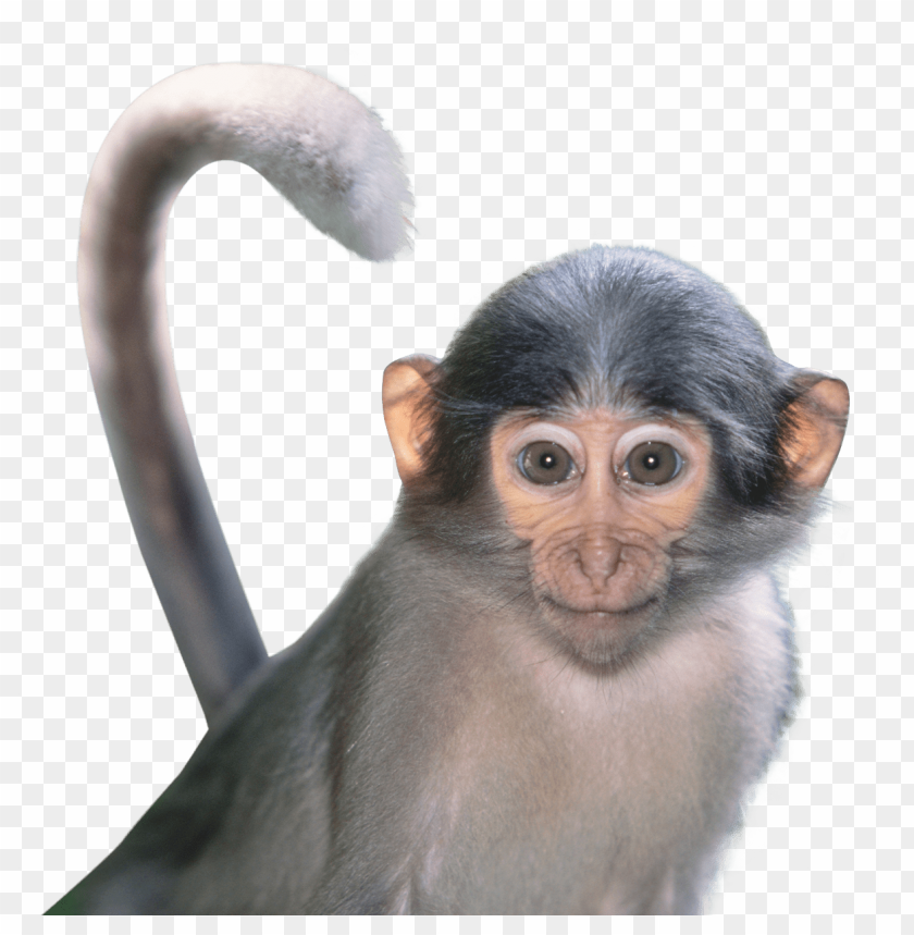 Detail Monkey Images Download Nomer 29