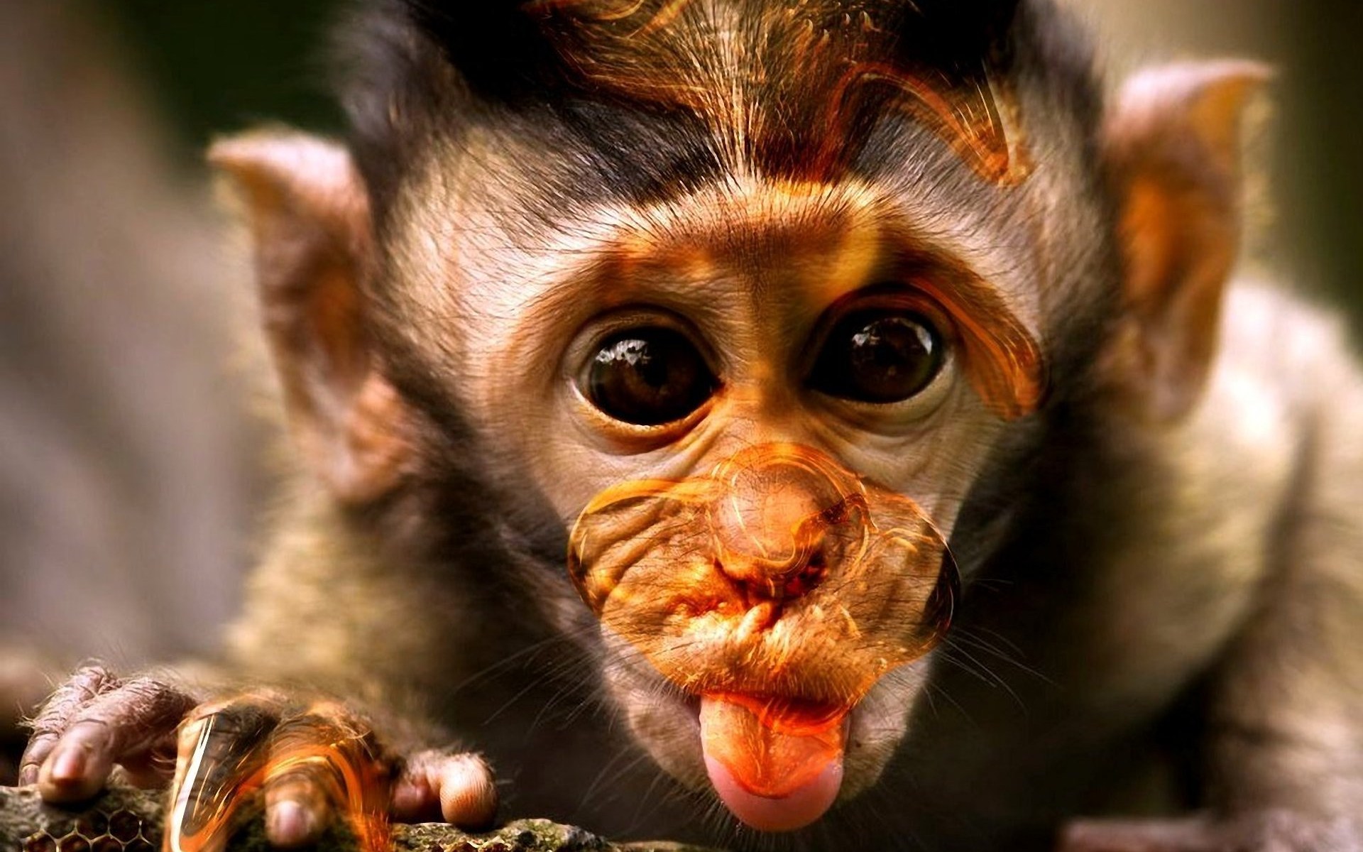 Detail Monkey Images Download Nomer 32