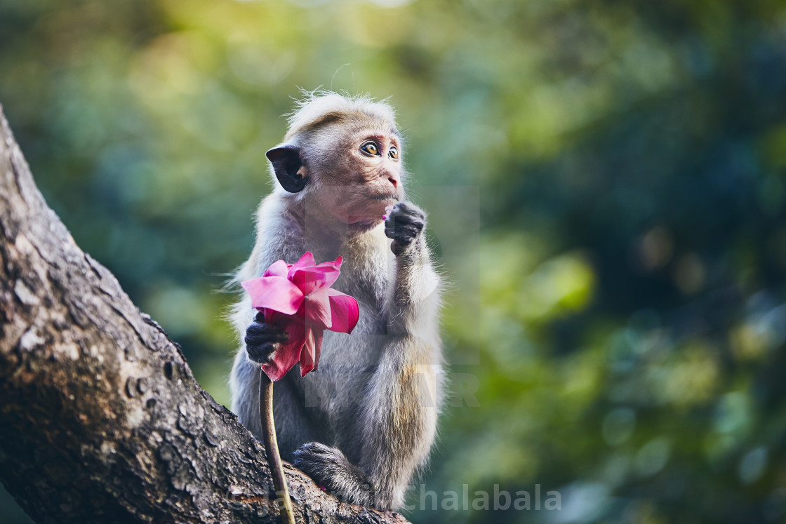 Detail Monkey Images Download Nomer 33