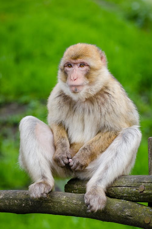 Detail Monkey Images Download Nomer 5