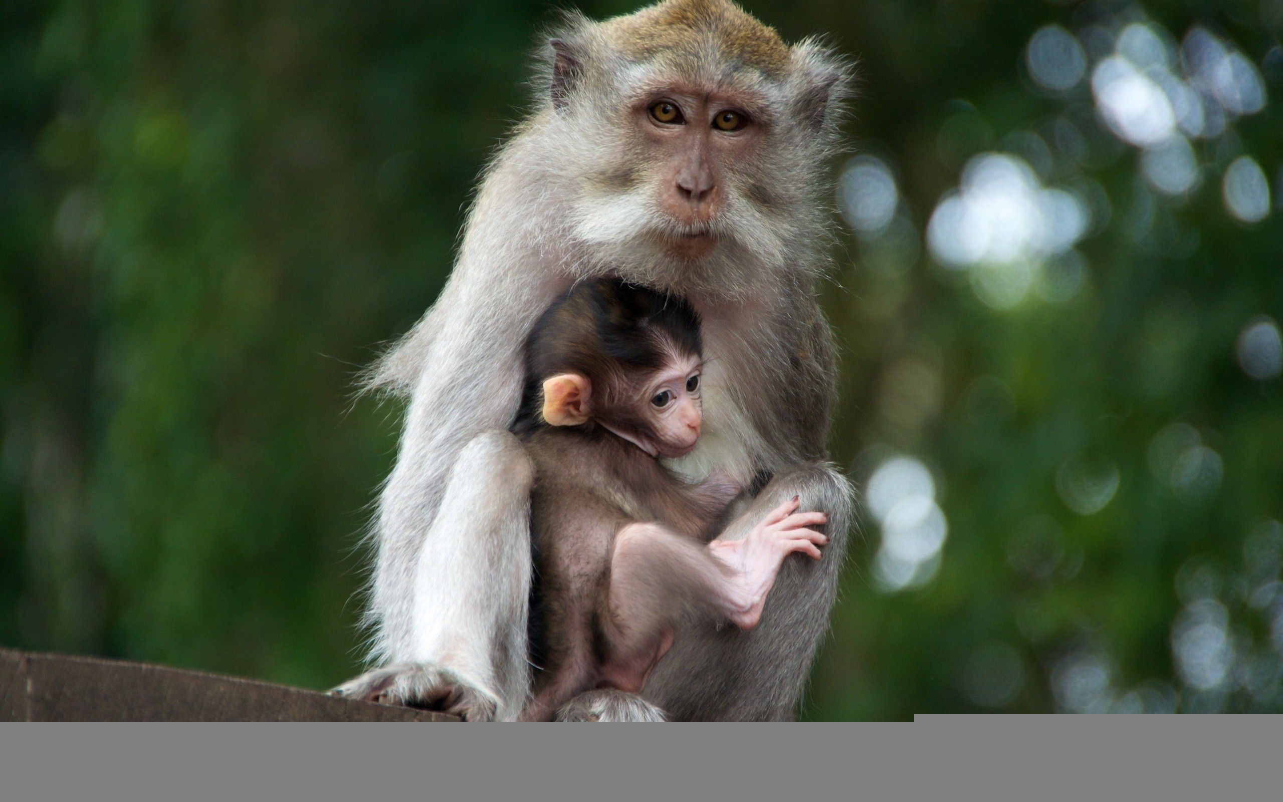 Detail Monkey Images Download Nomer 43