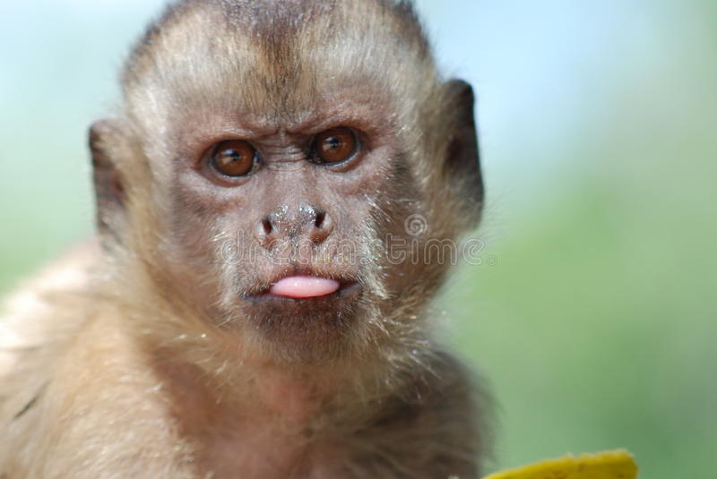 Detail Monkey Images Download Nomer 6