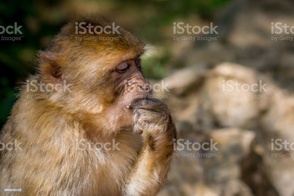 Detail Monkey Images Download Nomer 53