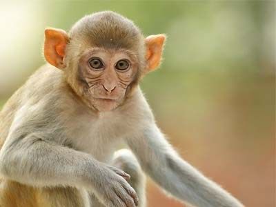 Detail Monkey Images Download Nomer 7