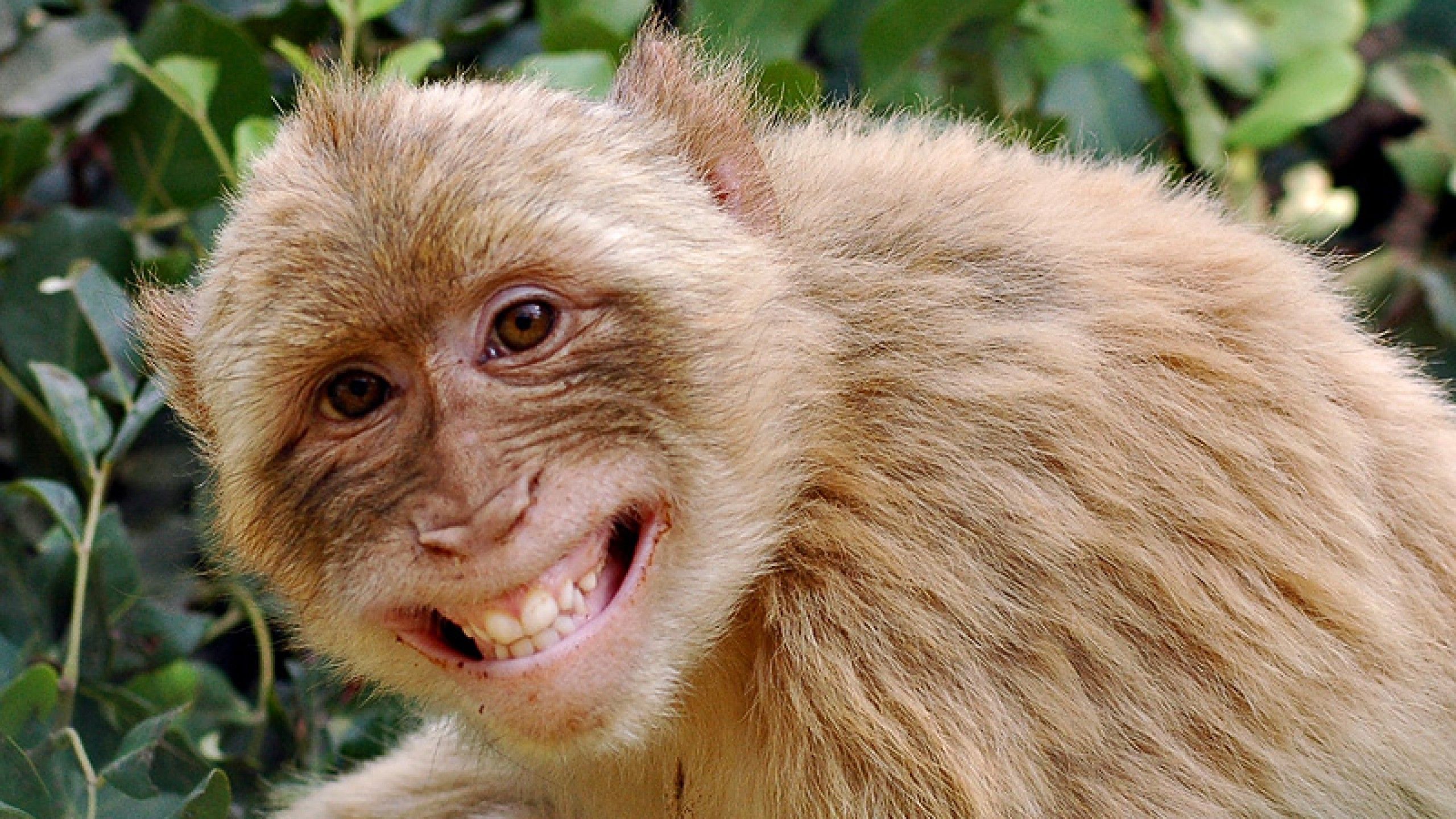 Detail Monkey Images Download Nomer 9