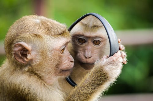 Detail Monkey Images Download Nomer 10