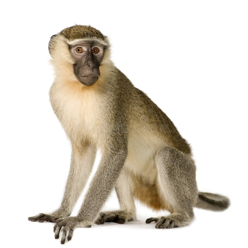 Detail Monkey Images Free Nomer 2