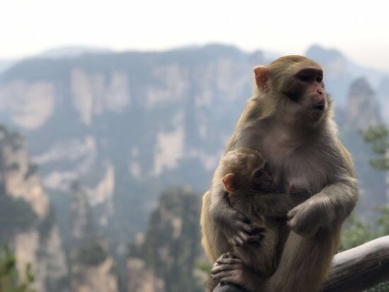 Detail Monkey Images Free Nomer 11