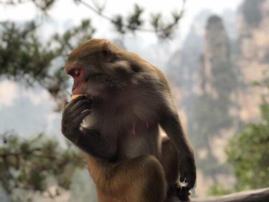 Detail Monkey Images Free Nomer 13