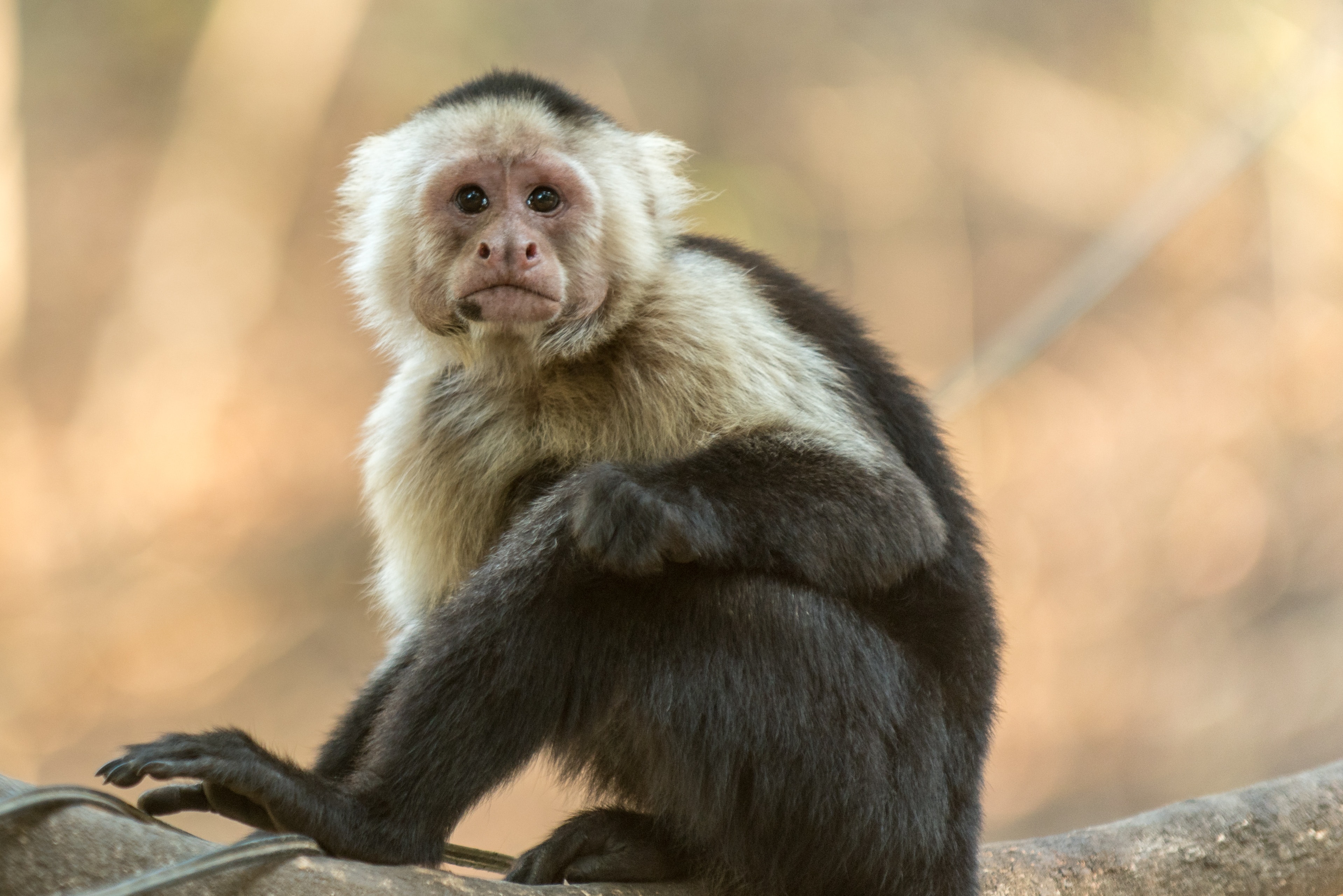 Detail Monkey Images Free Nomer 16