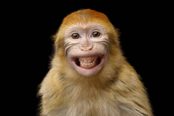 Detail Monkey Images Free Nomer 17