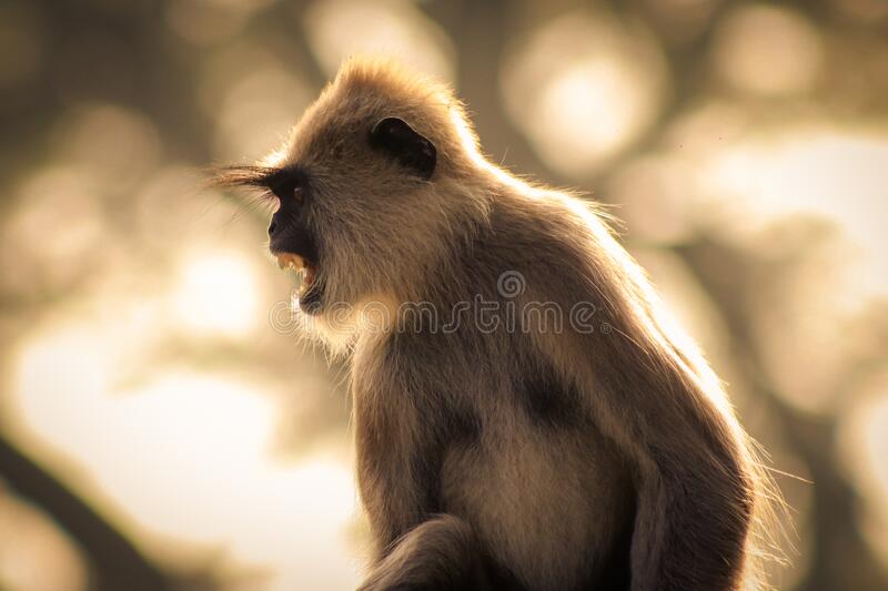 Detail Monkey Images Free Nomer 20