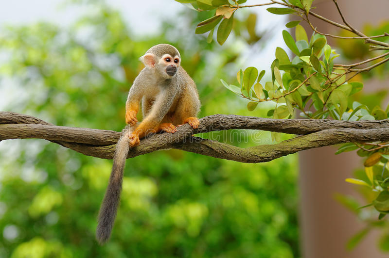 Detail Monkey Images Free Nomer 3