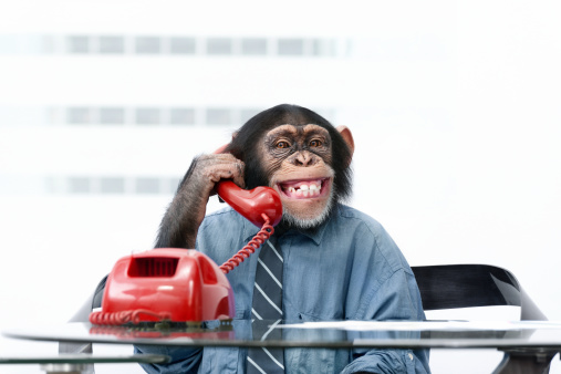 Detail Monkey Images Free Nomer 21