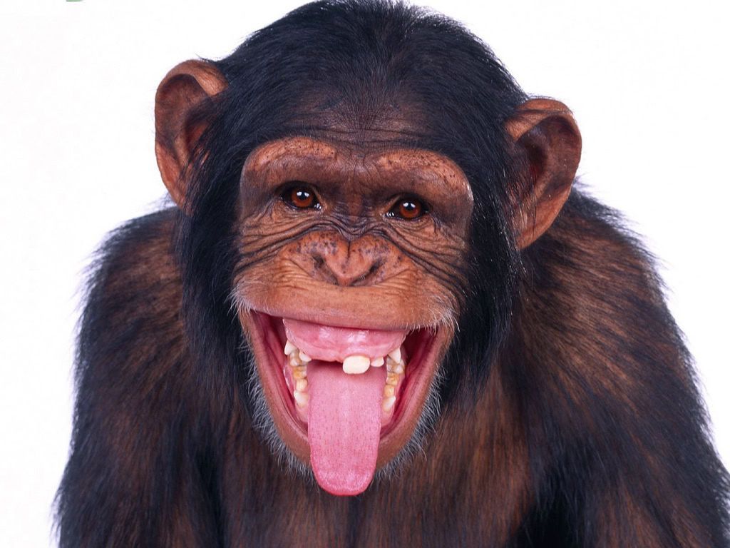 Detail Monkey Images Free Nomer 23