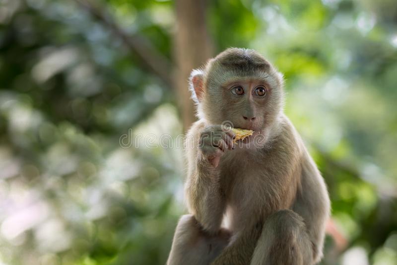 Detail Monkey Images Free Nomer 4