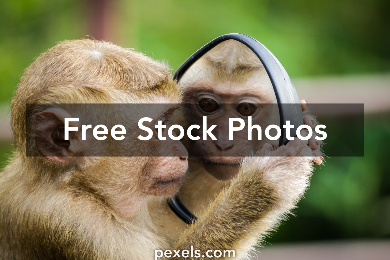 Detail Monkey Images Free Nomer 29