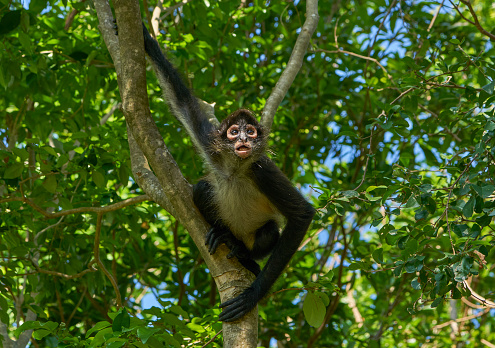 Detail Monkey Images Free Nomer 32