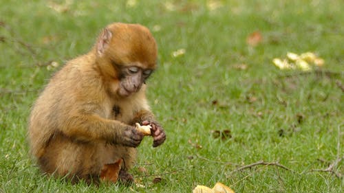 Detail Monkey Images Free Nomer 33