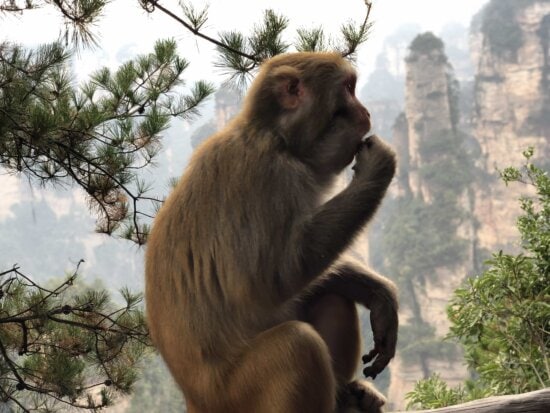 Detail Monkey Images Free Nomer 34