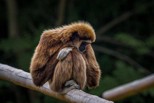 Detail Monkey Images Free Nomer 35
