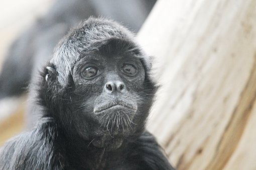 Detail Monkey Images Free Nomer 37