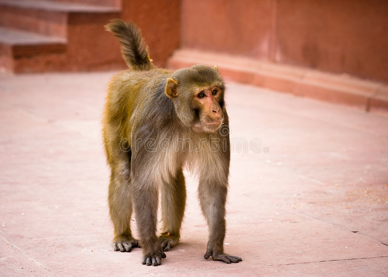 Detail Monkey Images Free Nomer 39