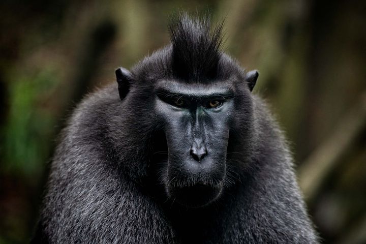 Detail Monkey Images Free Nomer 41