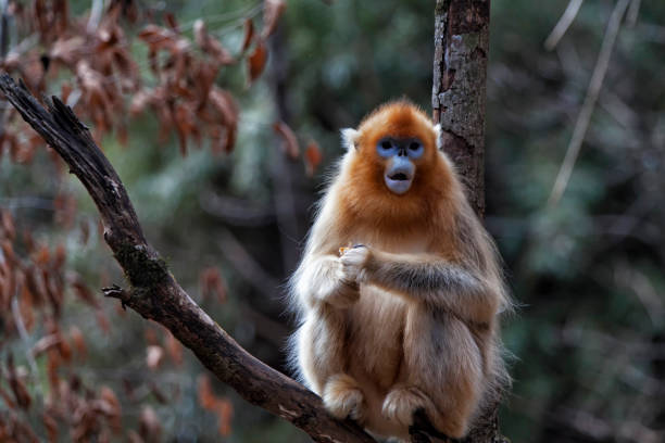 Detail Monkey Images Free Nomer 43