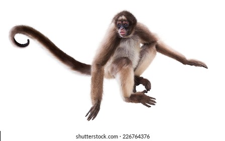 Detail Monkey Images Free Nomer 44