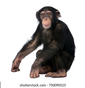 Detail Monkey Images Free Nomer 45