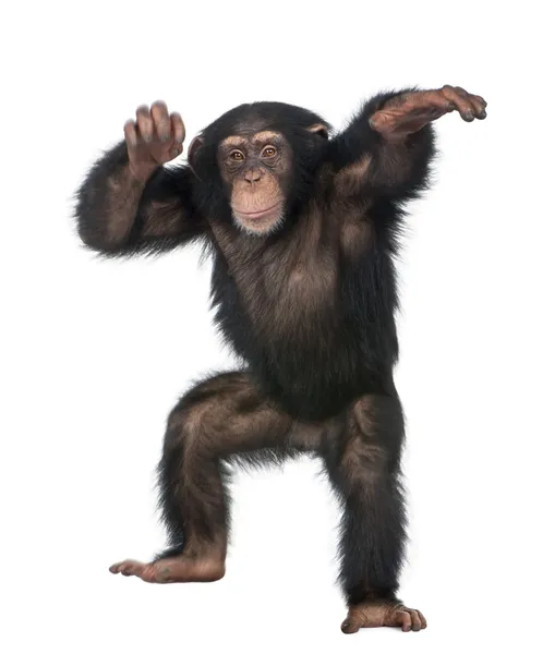 Detail Monkey Images Free Nomer 46
