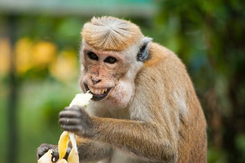 Detail Monkey Images Free Nomer 50