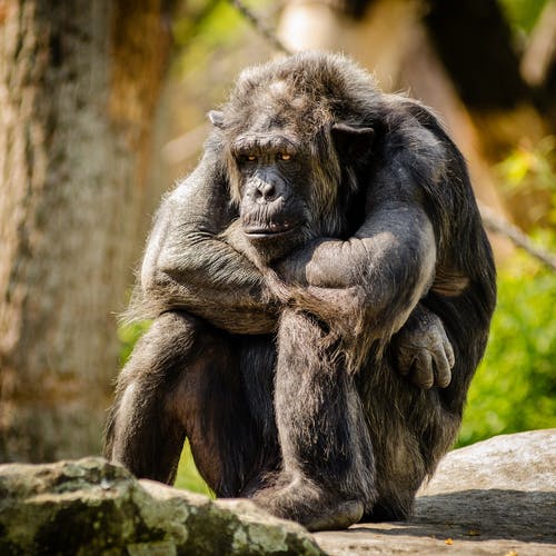 Detail Monkey Images Free Nomer 51