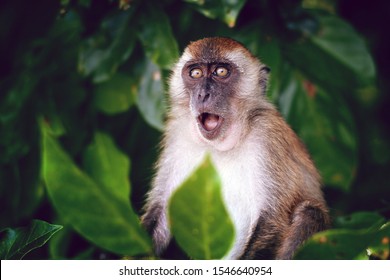 Detail Monkey Images Free Nomer 52