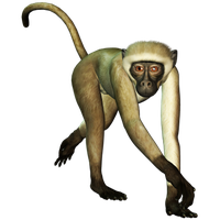 Detail Monkey Images Free Nomer 53