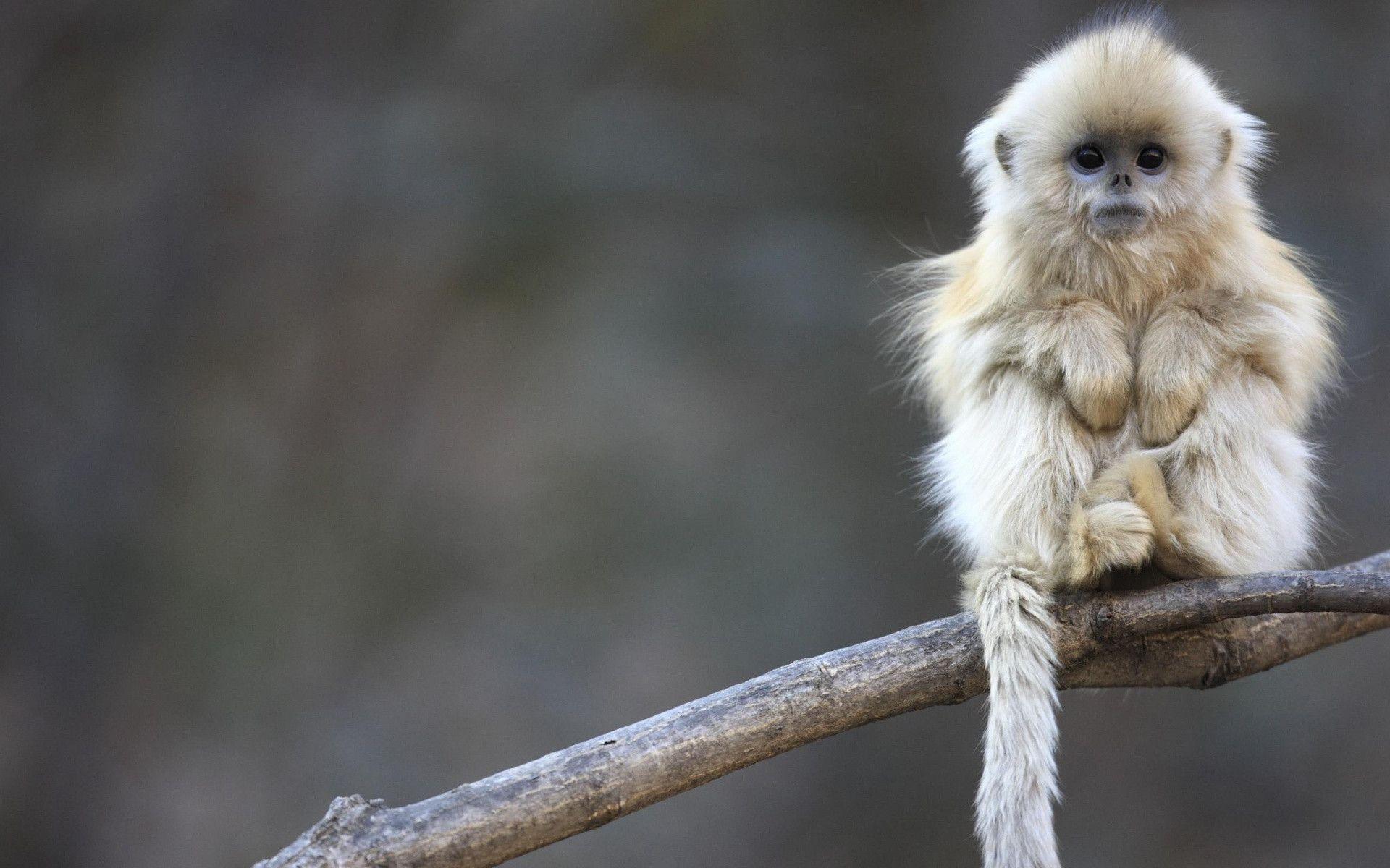 Detail Monkey Images Free Nomer 55