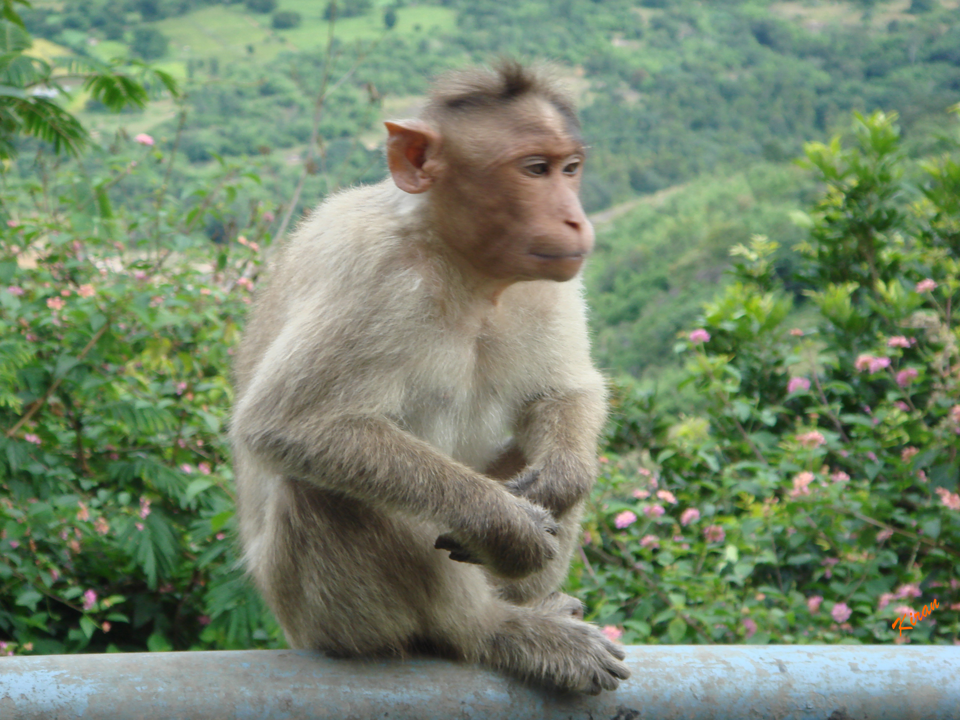 Detail Monkey Images Free Nomer 10