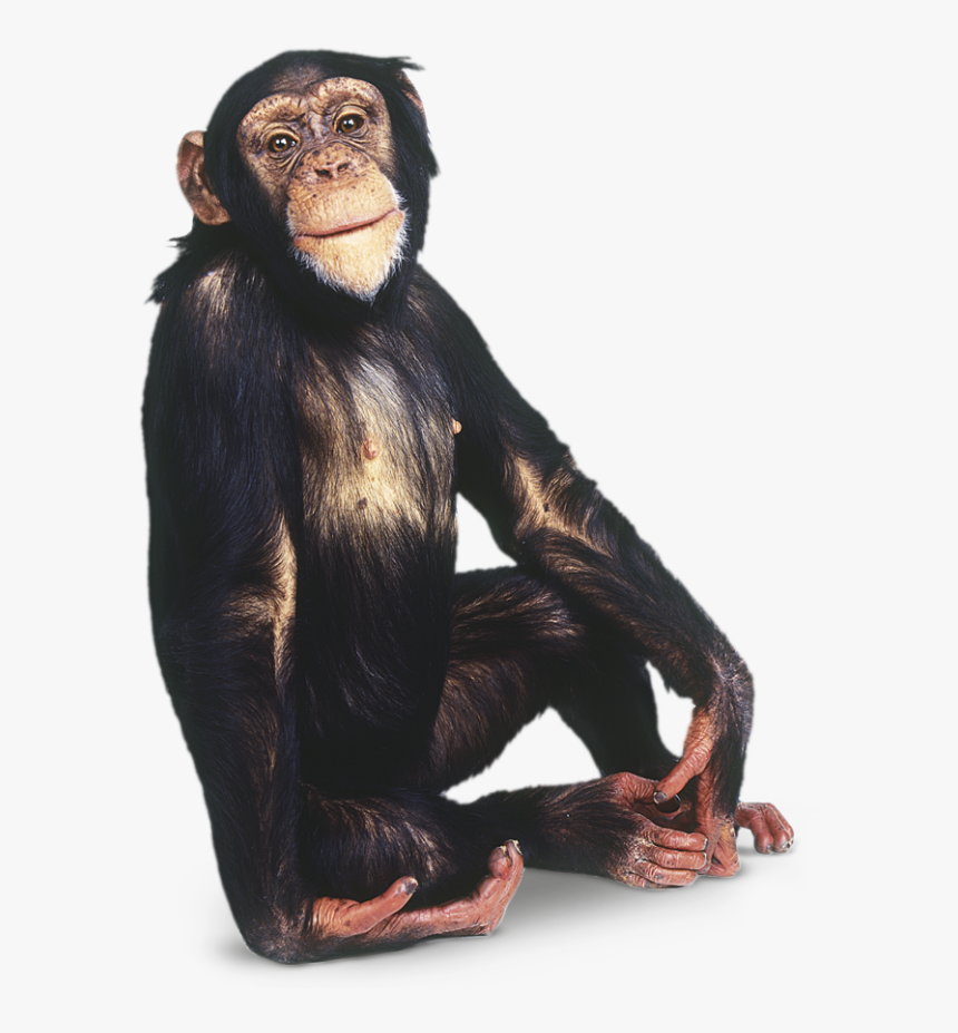 Detail Monkey No Background Nomer 15