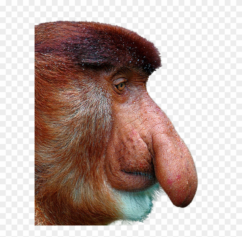 Detail Monkey No Background Nomer 31