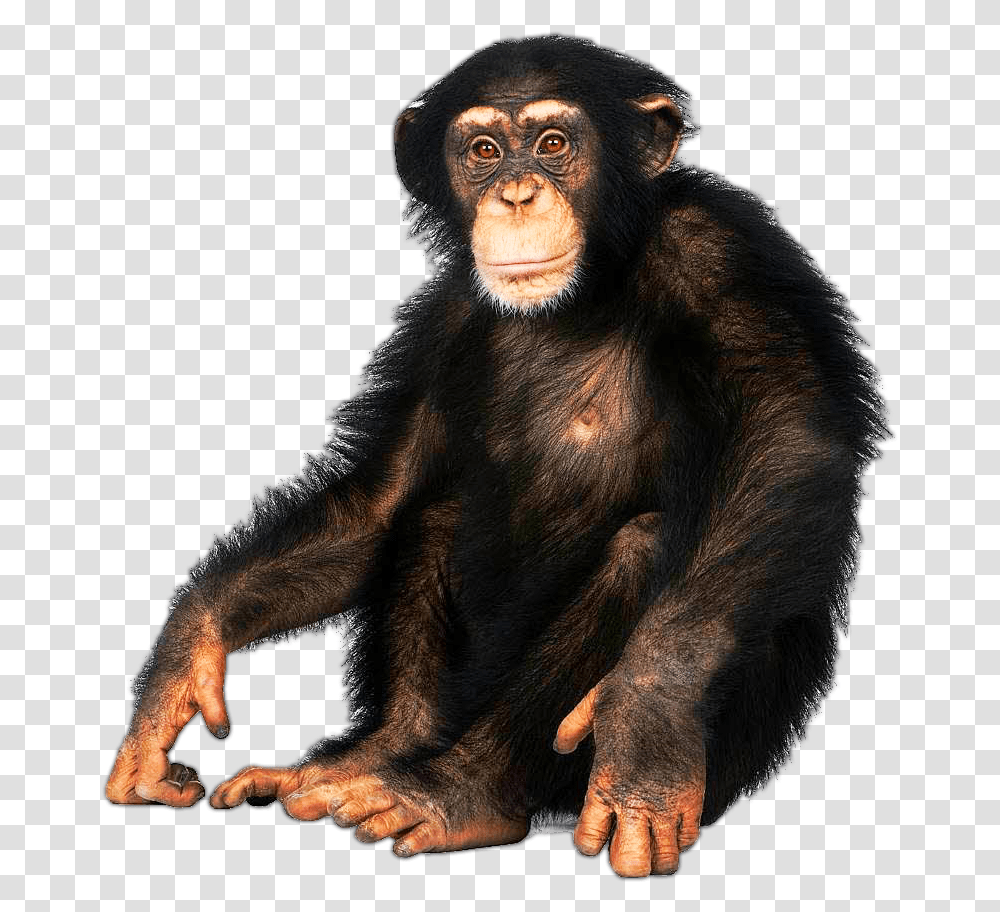 Detail Monkey No Background Nomer 34
