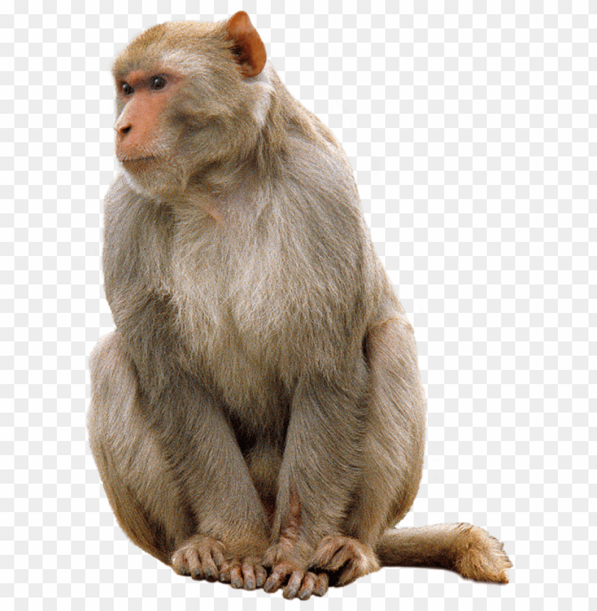 Detail Monkey No Background Nomer 4