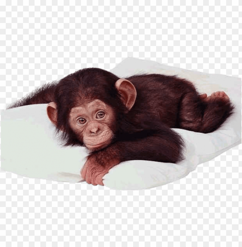 Detail Monkey No Background Nomer 39