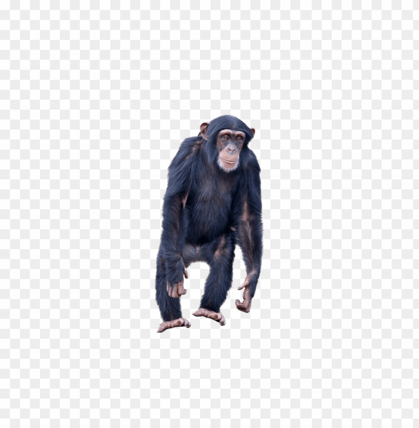 Detail Monkey No Background Nomer 48
