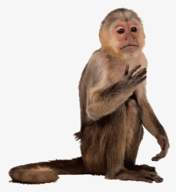 Detail Monkey No Background Nomer 56